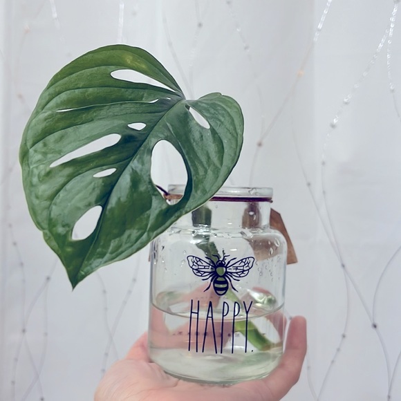 🪴Propagated rooted trimmings - Monstera Adansonii, Swiss cheese plant - Picture 8 of 10